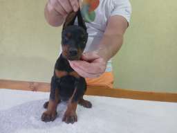 Vrhunski Doberman &scaron;tenci 6 nedelja stari 