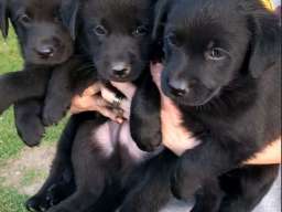 Prodajem tri muska steneta Labradora