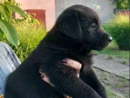 Prodajem tri muska steneta Labradora