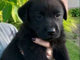 Prodajem tri muska steneta Labradora