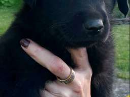 Prodajem tri muska steneta Labradora