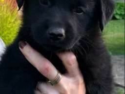 Prodajem tri muska steneta Labradora
