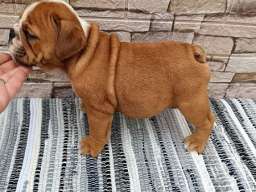 Engleski buldog