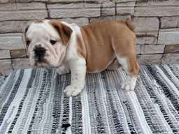 Engleski buldog