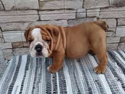 Engleski buldog