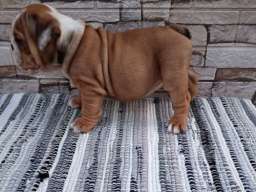 Engleski buldog