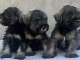 Patuljasti Šnaucer Miniature Schnauzer 