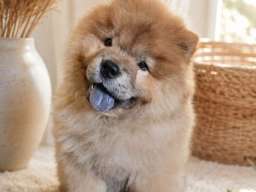 Predivan Chow Chow mužjak, star 3 meseca 
