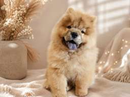 Predivan Chow Chow mužjak, star 3 meseca 