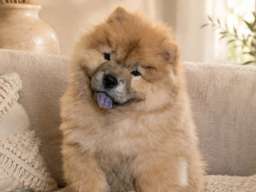 Predivan Chow Chow mužjak, star 3 meseca 