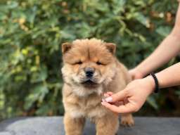 Chow Chow / Čau Čau &scaron;tenci