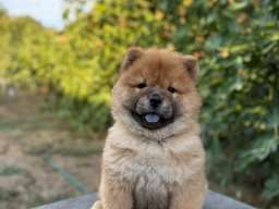Chow Chow / Čau Čau &scaron;tenci