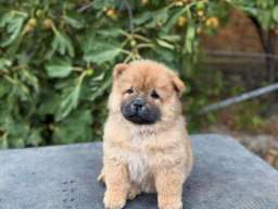Chow Chow / Čau Čau &scaron;tenci