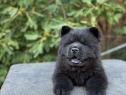 Chow Chow / Čau Čau &scaron;tenci