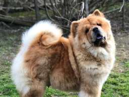 Chow Chow / Čau Čau &scaron;tenci