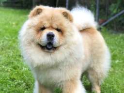 Chow Chow / Čau Čau &scaron;tenci