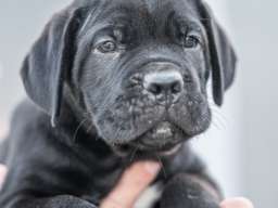 Cane Corso prelepi &scaron;tenci