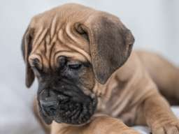 Cane Corso prelepi &scaron;tenci