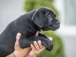 Cane Corso prelepi &scaron;tenci