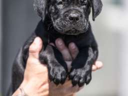 Cane Corso prelepi &scaron;tenci