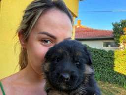 &Scaron;tenci nemačkog ovčara na prodaju