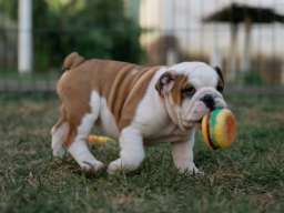 Engleski buldog &scaron;tenci