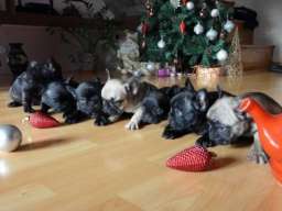 Francuski buldog stenci