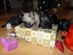 Francuski buldog stenci