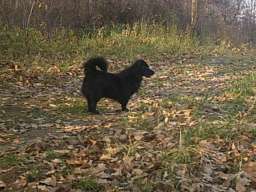 Izdajem 6 njiva u selu kusadak