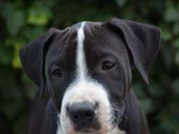 Američki stafordski terijer mu&scaron;ko &scaron;tene