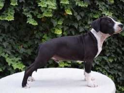 Američki stafordski terijer mu&scaron;ko &scaron;tene