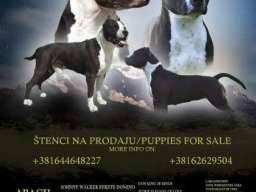 Američki stafordski terijer mu&scaron;ko &scaron;tene