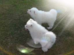 Stenci samojeda, prelepi i kvalitetni