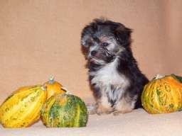 Morki stenci na prodaju