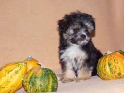 Morki stenci na prodaju