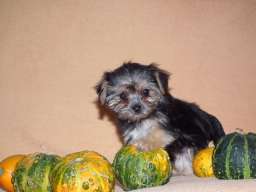 Morki stenci na prodaju