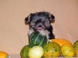 Morki stenci na prodaju