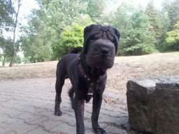 Shar Pei spreman za parenje