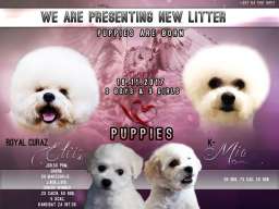 Kovrdžavi bi&scaron;on &scaron;tenci