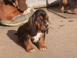 Stenci Americkog BASETA