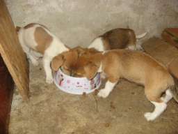 Džek Rasel terijer &scaron;tenci