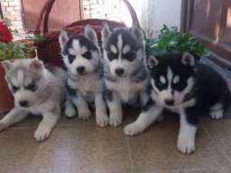 Sibirski haski stenci na prodaju