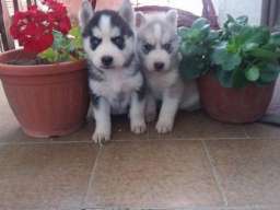 Sibirski haski stenci na prodaju