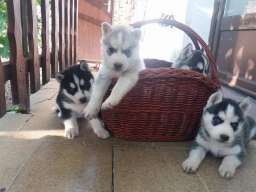 Sibirski haski stenci na prodaju