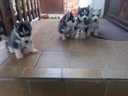 Sibirski haski stenci na prodaju