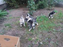 Sibirski haski stenci na prodaju