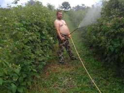 Sadnice maline Vilamet, Miker i Polka