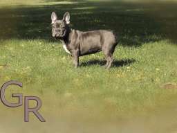 Stenci francuskog bulldoga