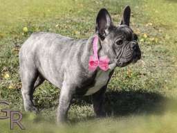 Stenci francuskog bulldoga