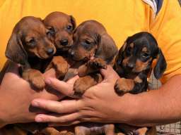 Patuljasti jazavicari